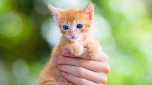 نجات بچه گربه از داخل سینک + فیلم