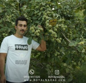 سفری به دنیای نهال گردو: رازهای پرورش درخت گردو