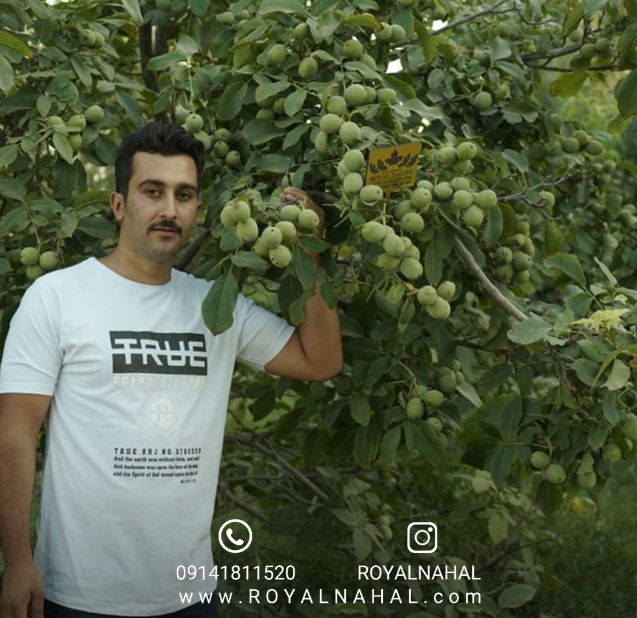 سفری به دنیای نهال گردو: رازهای پرورش درخت گردو