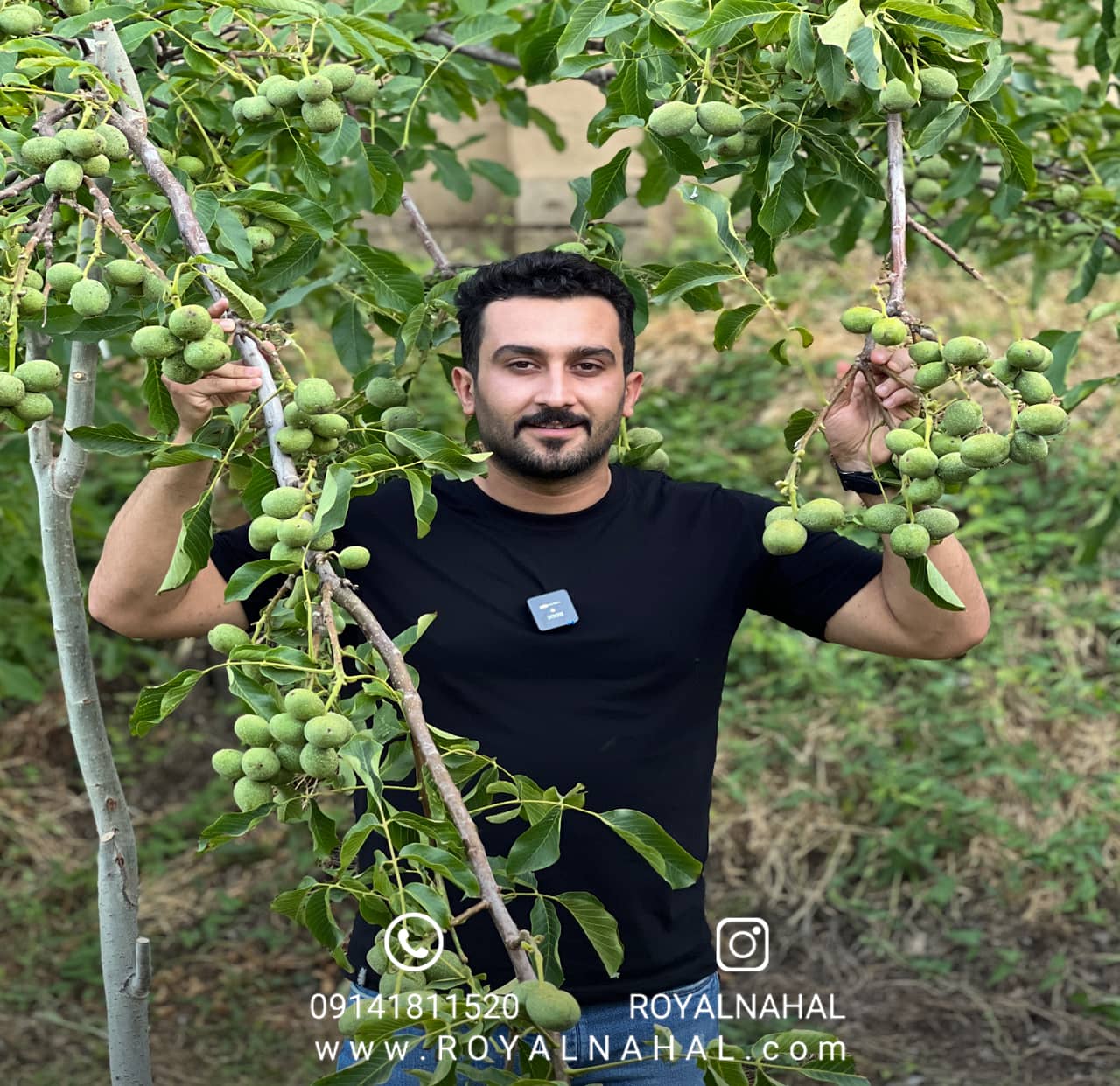 گردو ژنوتیپ رویال تیپ ۷ پیوندی