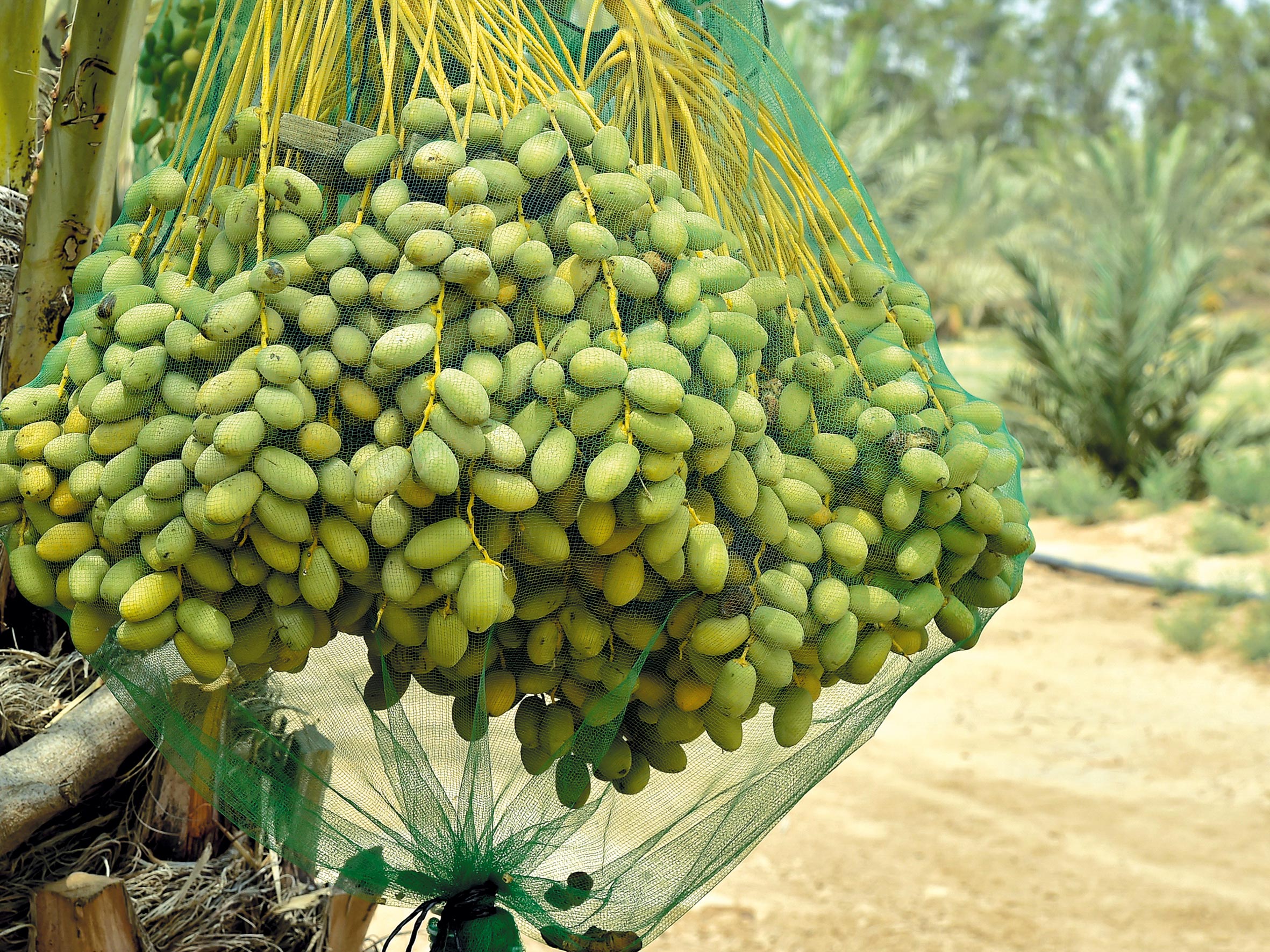 کیسه راشل